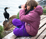 BB 15 0311 / Phalacrocorax aristotelis / Toppskarv